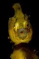 local seahorse saying "ahhhhhh" 